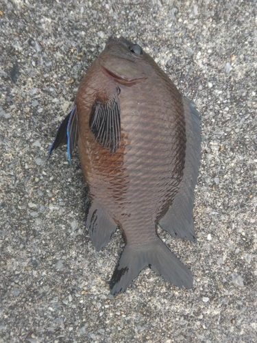 スズメダイの釣果