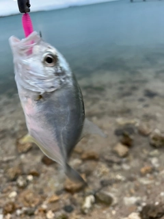 ガーラの釣果