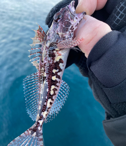 ヤリイカの釣果