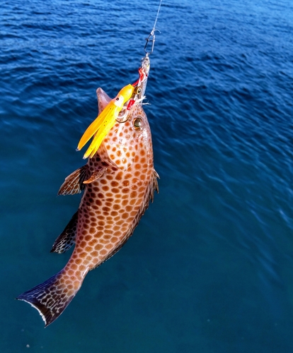 オオモンハタの釣果