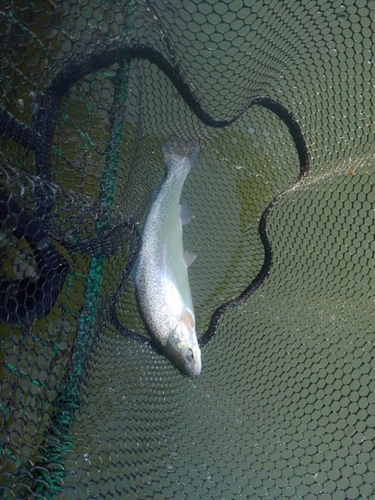 ニジマスの釣果