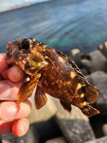 カサゴの釣果