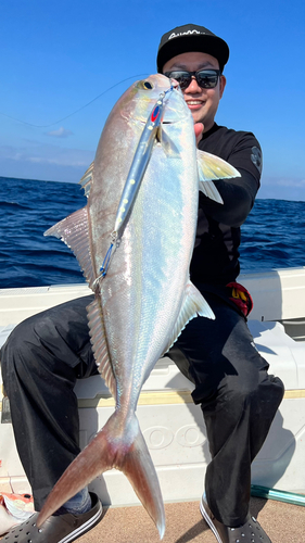 カンパチの釣果