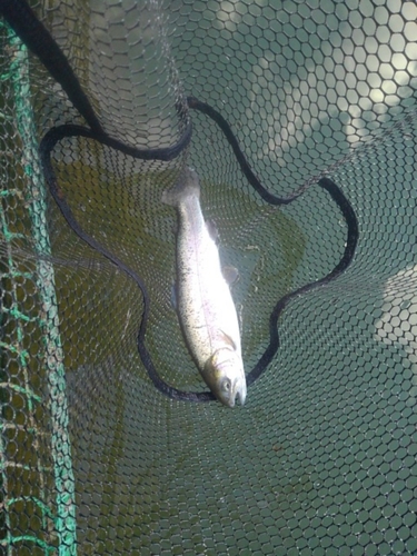 ニジマスの釣果