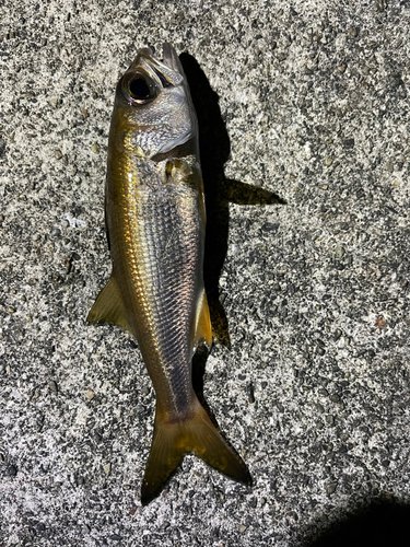 ムツの釣果