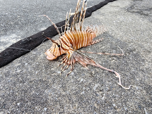 ハナミノカサゴの釣果