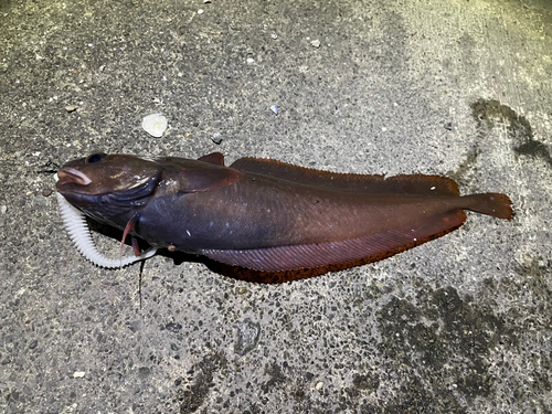 ドンコの釣果