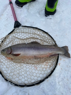 ニジマスの釣果