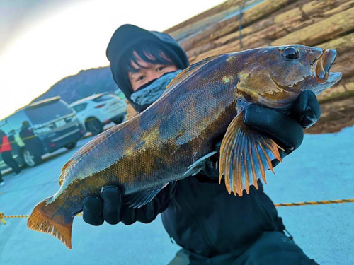 アイナメの釣果