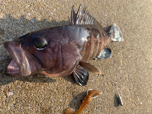 タカバーの釣果