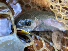 ニジマスの釣果