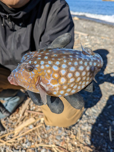 釣果