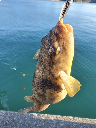 フグの釣果