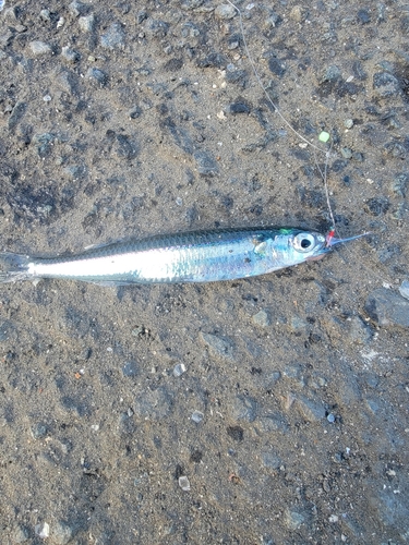 イワシの釣果