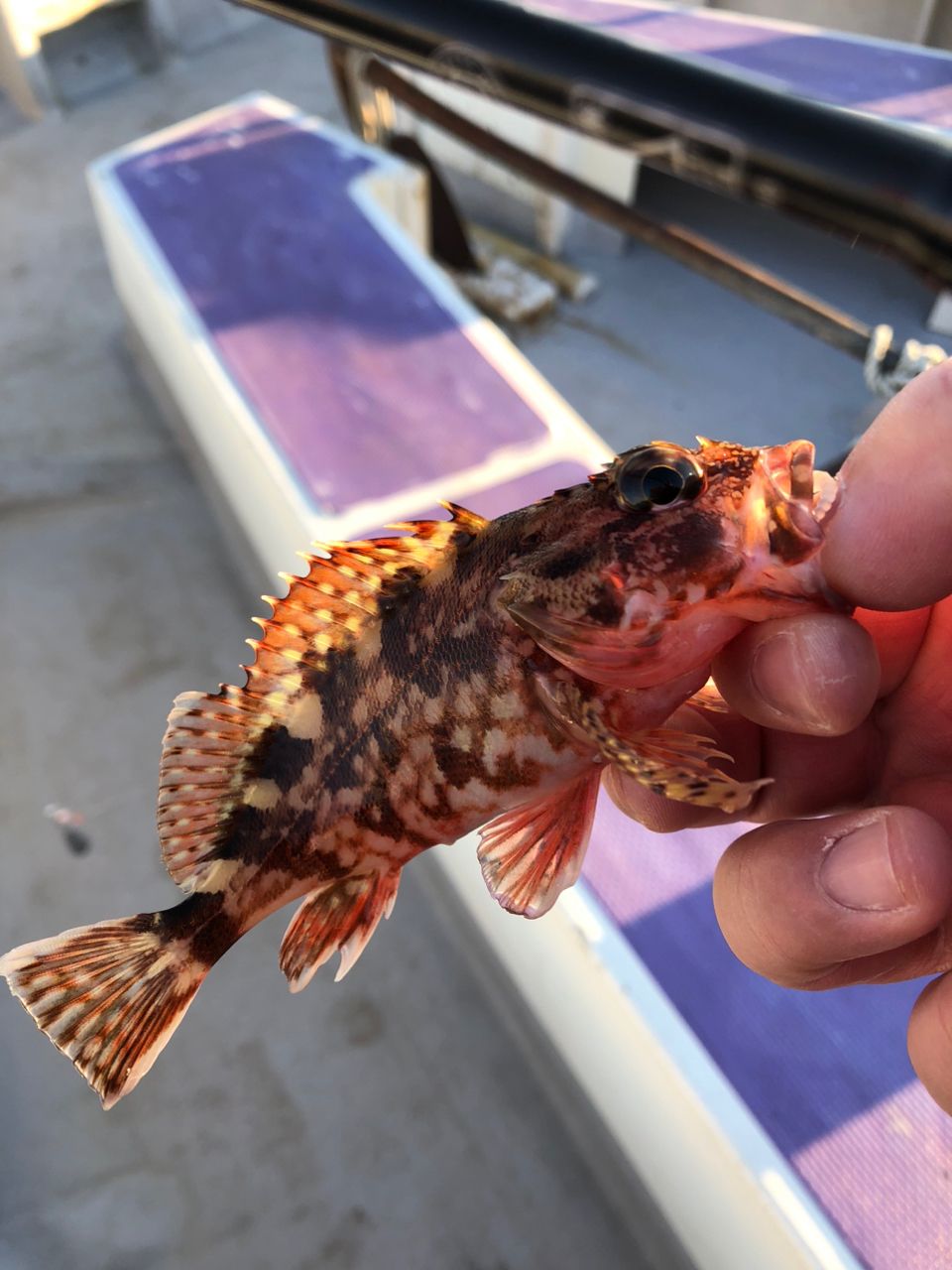 JUNBOさんの釣果 2枚目の画像