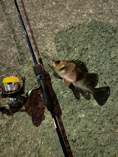 シロメバルの釣果