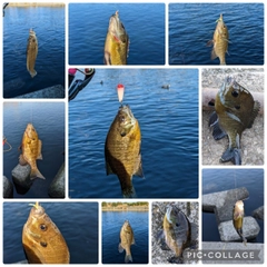 ブルーギルの釣果