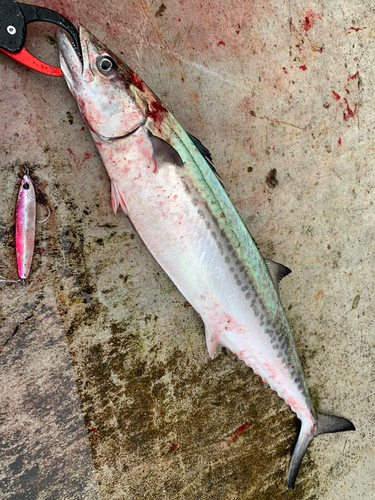 サゴシの釣果