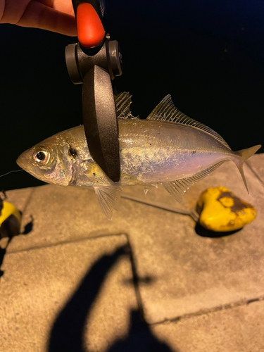 マアジの釣果