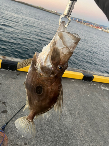 マトウダイの釣果