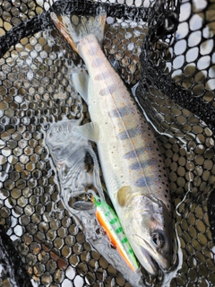 アマゴの釣果