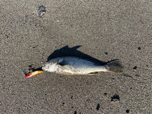 イシモチの釣果