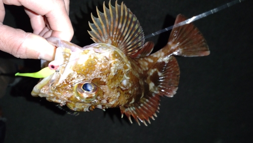 カサゴの釣果