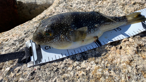 コモンフグの釣果