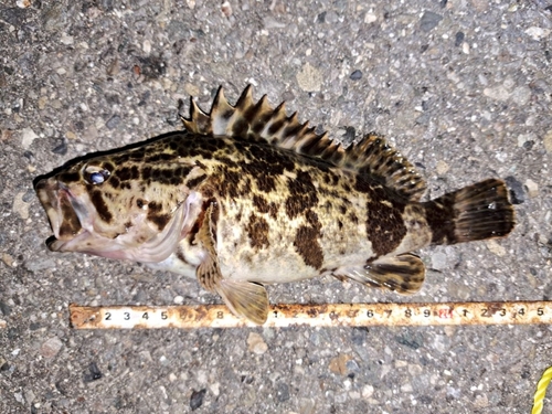 タケノコメバルの釣果