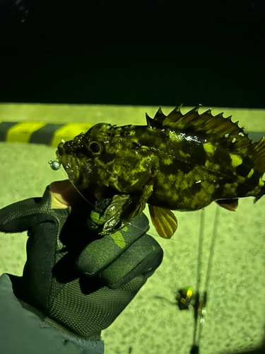 カサゴの釣果