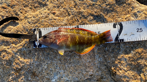 アカササノハベラの釣果