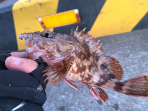 カサゴの釣果