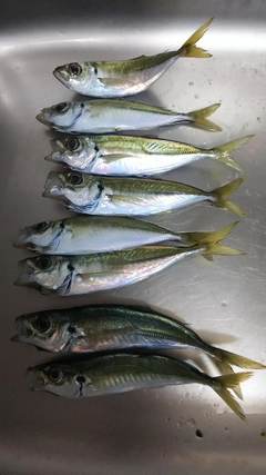 アジの釣果