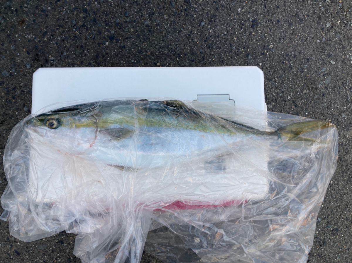 無松さんの釣果 3枚目の画像