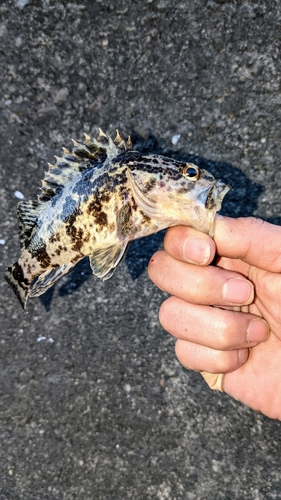 タケノコメバルの釣果