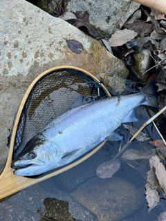 サツキマスの釣果