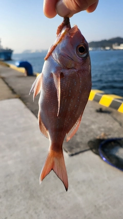 マダイの釣果