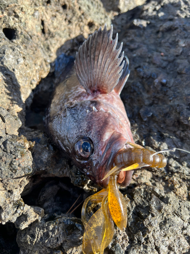 アイナメの釣果