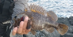 オウゴンムラソイの釣果