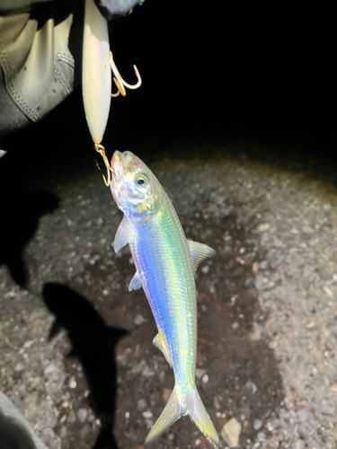 カタボシイワシの釣果