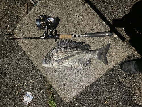 クロダイの釣果