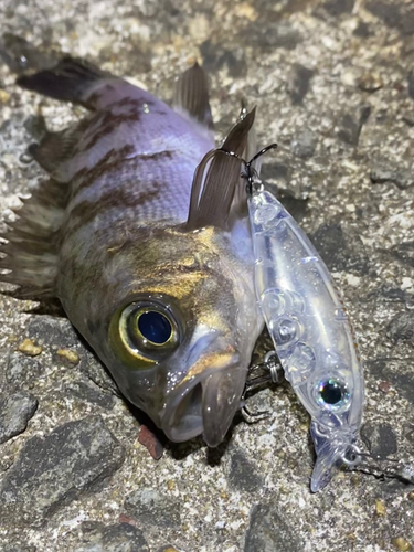 メバルの釣果