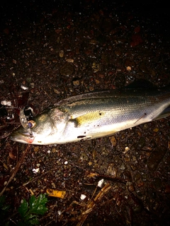 スズキの釣果