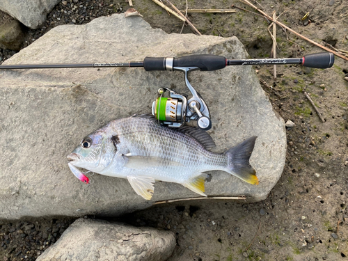 キチヌの釣果