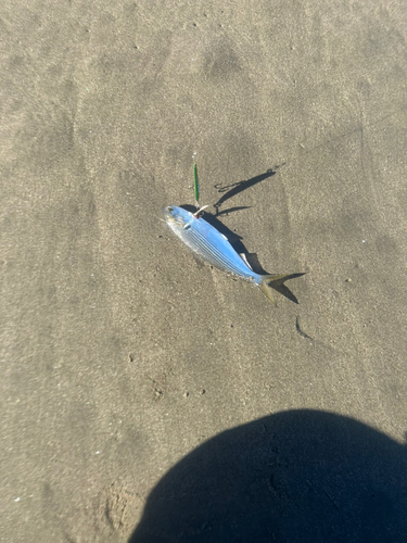 コノシロの釣果