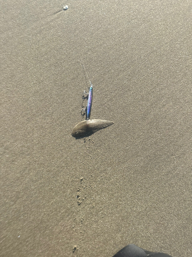 シタビラメの釣果