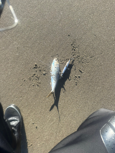 コノシロの釣果