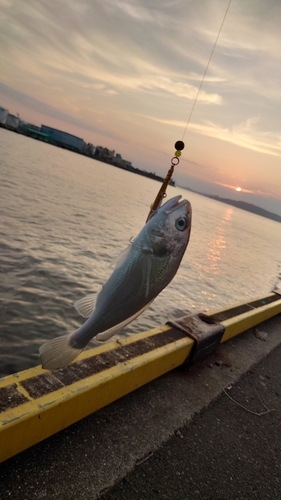 シログチの釣果