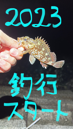 カサゴの釣果