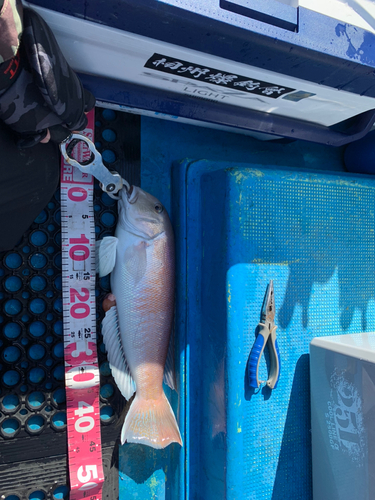 シロアマダイの釣果